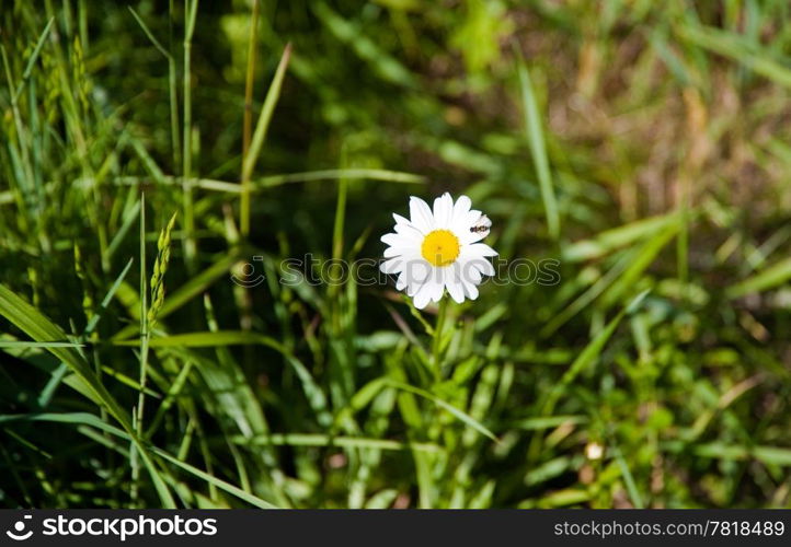 Daisy in Discovery Park