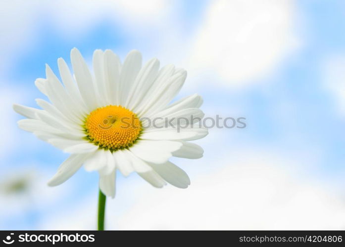 daisy in sky
