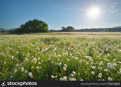 Daisy meadow at day. Nature composition landscape.