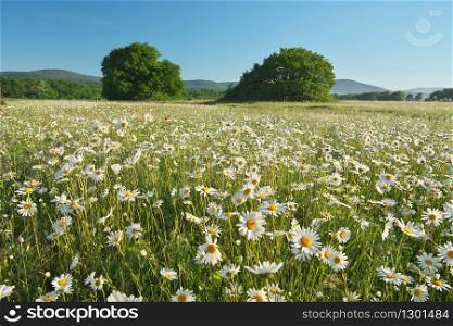 Daisy meadow at day. Nature composition landscape.