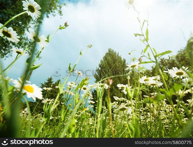 Daisy meadow, natural landscape