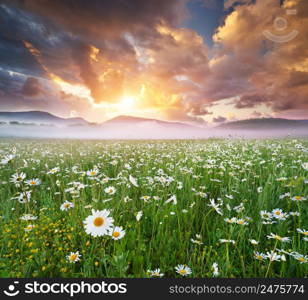 Daisy meadow on foggy morning. Nature composition.