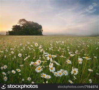 Daisy meadow on foggy morning. Nature composition.