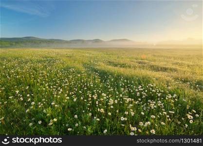 Daisy meadow on foggy morning. Nature composition landscape.