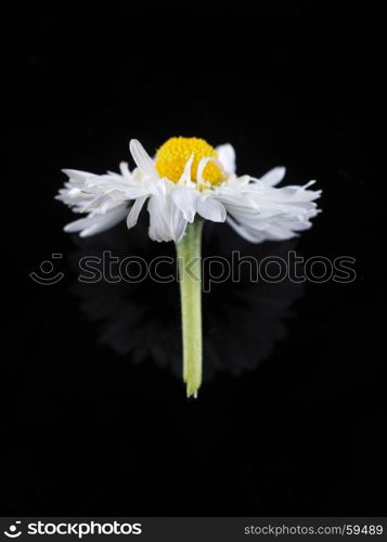 Daisy on a dark background