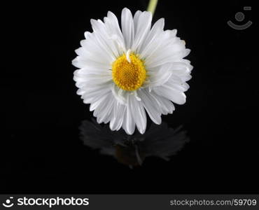 Daisy on a dark background