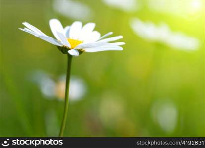 Daisy on the field with green grass