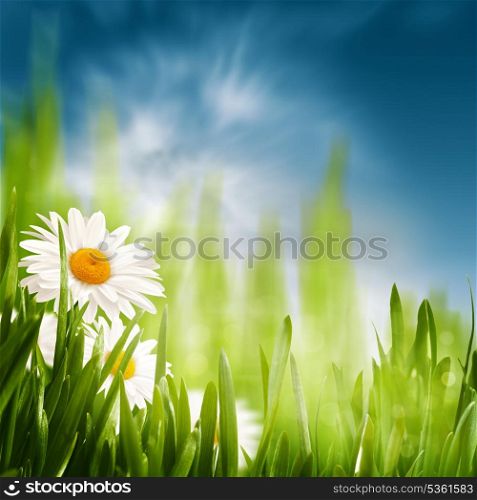 Daisy on the meadow, abstract natural backgrounds for your design