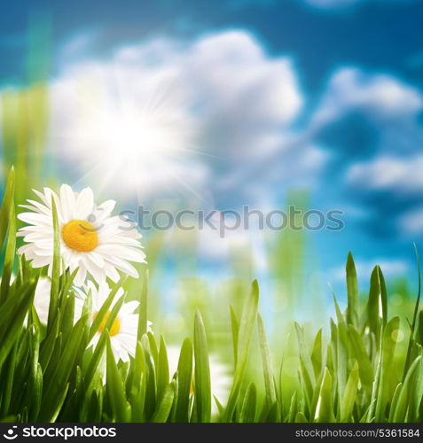 Daisy on the meadow, abstract natural backgrounds for your design