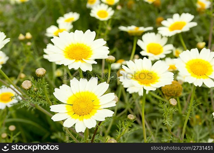 daisy spring flowers field yellow and white colorful meadow