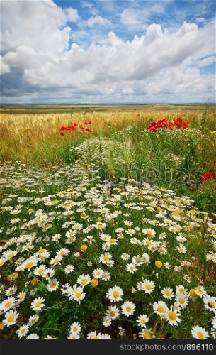 Daisy spring meadow and wheat. Composition of nature.