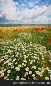 Daisy spring meadow and wheat. Composition of nature.
