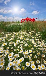 Daisy spring meadow. Composition of nature.