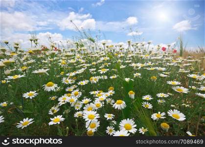 Daisy spring meadow. Composition of nature.