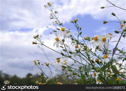 daisy white flower bloom in nature against blue sky background
