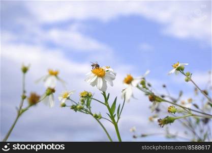 daisy white flower bloom in nature against blue sky background