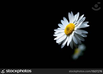 Daisy with many petals sunlit with black background