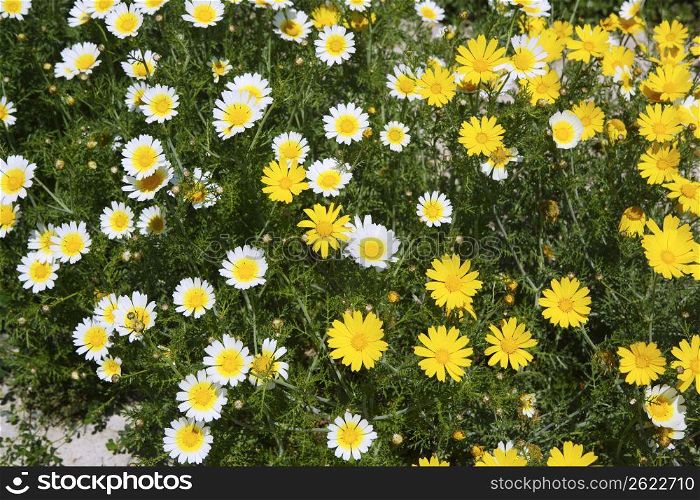 daisy yellow and white flowers in garden pattern background