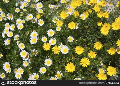 daisy yellow and white flowers in garden pattern background