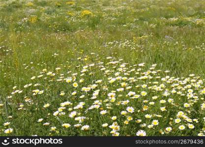 daisy yellow flowers green nature meadow spring season