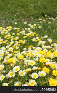 daisy yellow flowers green nature meadow spring season