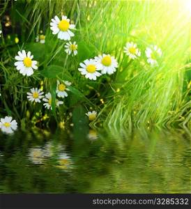 daisys in fresh green grass near pond
