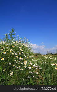 daisywheels on field