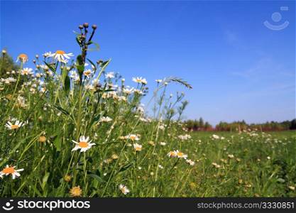 daisywheels on field