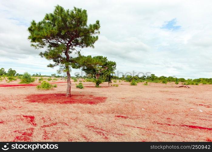 Dak Doa, pink grass flowering in Gia Lai, Vietnam