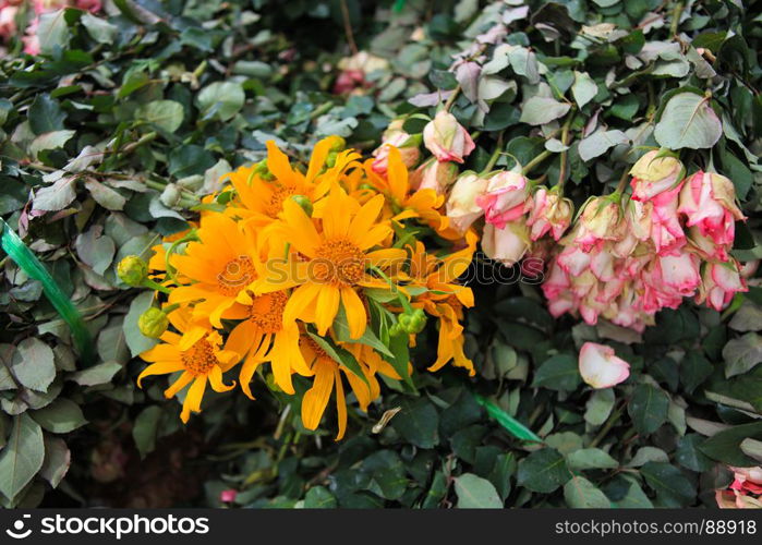DALAT, 26 October 2017: Mexican sunflower is known as Da Quy flowers in Vietnam