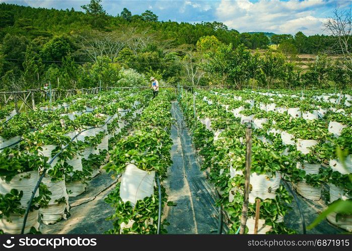 DALAT, VIETNAM - February 17, 2017: Agriculture farm of strawberry field.