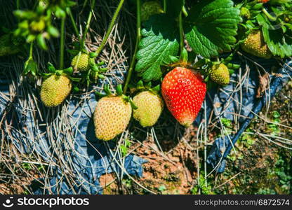 DALAT, VIETNAM - February 17, 2017: Agriculture farm of strawberry field.