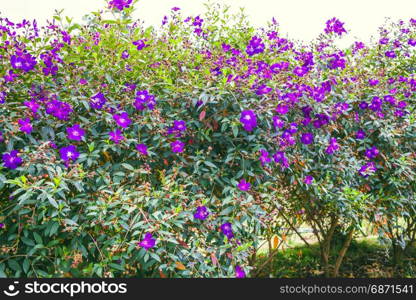 DALAT, VIETNAM - February 17, 2017: Blooming bougainvillea in a forest