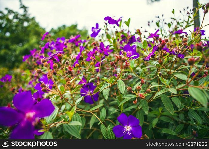 DALAT, VIETNAM - February 17, 2017: Blooming bougainvillea in a forest