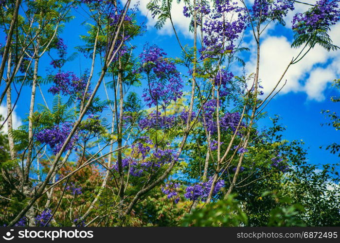 DALAT, VIETNAM - February 17, 2017: Jacaranda flowers bloom in the courtyard of a beautiful spring house in Dalat, Vietnam