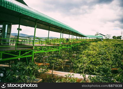 DALAT, VIETNAM - February 17, 2017: Nice landscape view from Me Linh coffee, Da Lat, Viet Nam.