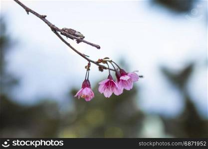 DALAT, VIETNAM - February 17, 2017: Spring flower, beautiful nature with sakura bloom in vibrant pink, cherry blossom is special of Dalat, Vietnam