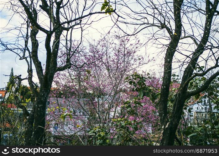 DALAT, VIETNAM - February 17, 2017: Spring flower, beautiful nature with sakura bloom in vibrant pink, cherry blossom is special of Dalat, Vietnam