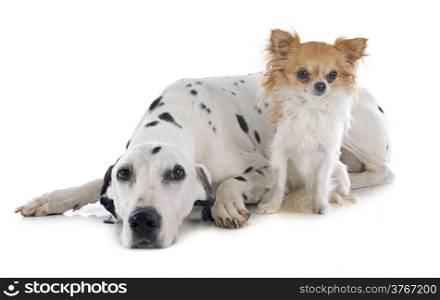 dalmatian dog and chihuahua in front of white background