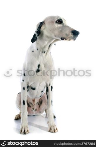 dalmatian dog in front of white background