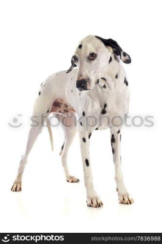 dalmatian dog in front of white background