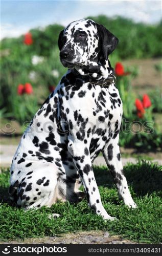 dalmatian dog on a grass