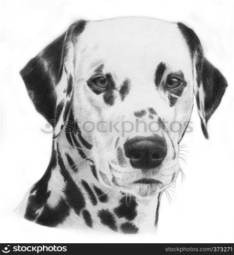 Dalmatian, hand drawn grayscale head of a dalmation dog illustration. Very realistic.