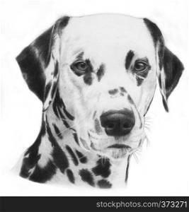 Dalmatian, hand drawn grayscale head of a dalmation dog illustration. Very realistic.