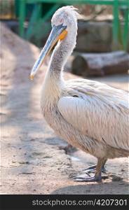 Dalmatian Pelican is standing at sunny day