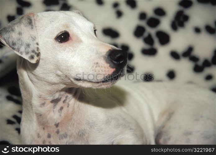 Dalmatian Posing Against Spotted Background