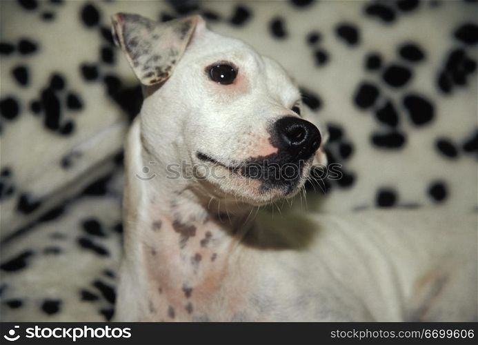 Dalmatian Posing Against Spotted Background