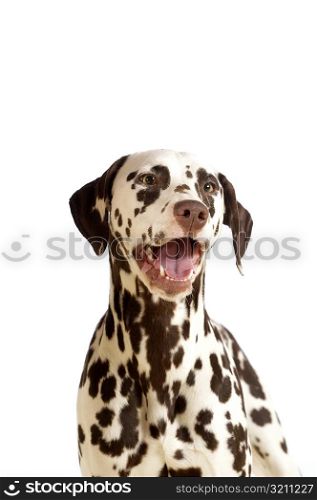 Dalmatian standing with its mouth open