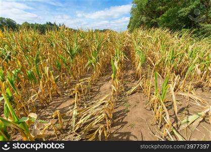 Damage in agriculture with dried corn plants in summer