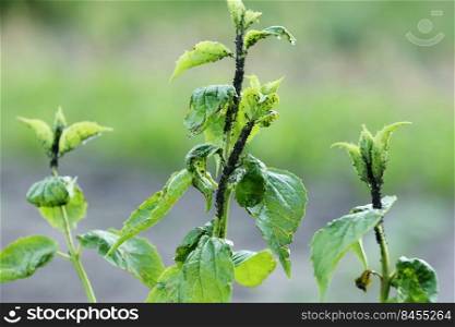 Damaged blackcurrant leaves from a harmful insects aphids stock footage video.. Damaged blackcurrant leaves from a harmful insects aphids stock footage video